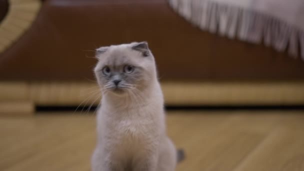 Rolig Nyfiken Kattunge Tittar Upp Tittar Runt Leksak Slow Motion — Stockvideo