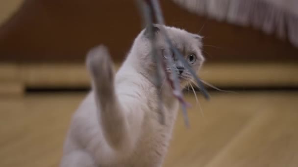 Schattige Nieuwsgierige Kat Bewegende Poot Spelen Met Speelgoed Slow Motion — Stockvideo