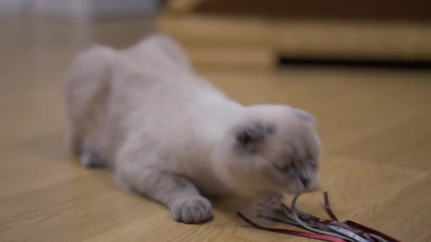 可爱而好奇的小猫慢吞吞地咬着玩具躺在室内地板上 毛茸茸的可爱纯种苏格兰人在家中打猎的肖像 — 图库视频影像