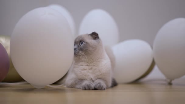 Chlupatá Kočka Seděla Mezi Bílými Balónky Pomalu Rozhlížela Uvolněné Čistokrevné — Stock video