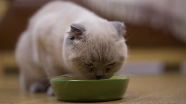 閉じるまで毛むくじゃらの猫のスローモーションで緑のボウルからおいしい食べ物を食べる 自宅のリビングルームでおいしい食事を楽しむ空腹国内動物 — ストック動画