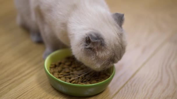 Hoge Hoek Uitzicht Close Pluizige Kat Eten Heerlijk Droog Voedsel — Stockvideo