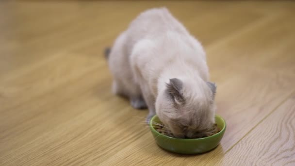 毛茸茸的小猫咪慢吞吞地吃着盘子里的干食物 家养宠物在室内享用美味美食的高角肖像 — 图库视频影像