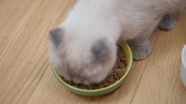 头像猫慢吞吞地从盘子里吃着美味的干食 高角镜特写毛绒绒家养宠物室内喂食 — 图库视频影像