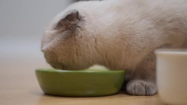 Yan manzara, tüylü kedi yeşil kaseden yavaş çekimde yemek yiyor. Evdeki lezzetli yemeğin tadını çıkaran sevimli safkan kedi yavrusunun yakın plan portresi.