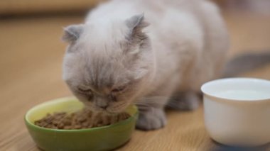 Yumuşak kedi tabaktan yavaş çekimde kuru yiyecekler yiyor. Güzel, genç, saf evcil hayvanın yakın plan portresi içeride lezzetli yemeğin tadını çıkarıyor.