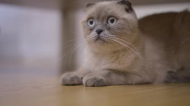 Yüzünde korku ifadesi olan sevimli bir kedi yavrusu yavaşça etrafına bakıyor. Fawn safkan İskoç Kapalı alanda Katlanır