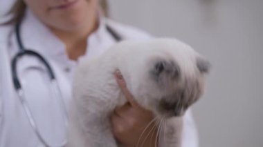Kedi, tanınmayan kadın veterinerin ellerinden ağır çekimde kaçmaya çalışıyor. Veteriner kliniğinde uzman olan sevimli bir hayvanın portresi.