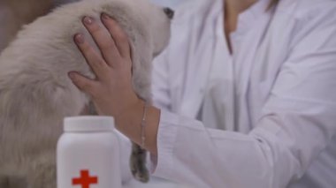 İçerideki hasta kediyi muayene eden tanınmayan bir kadın. Veteriner kliniğinde profesyonel veterineri olan yakın plan hasta bir hayvan. Yavaş çekim