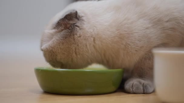 Sidovy Närbild Lurvig Katt Äter Mat Från Grön Skål Slow — Stockvideo