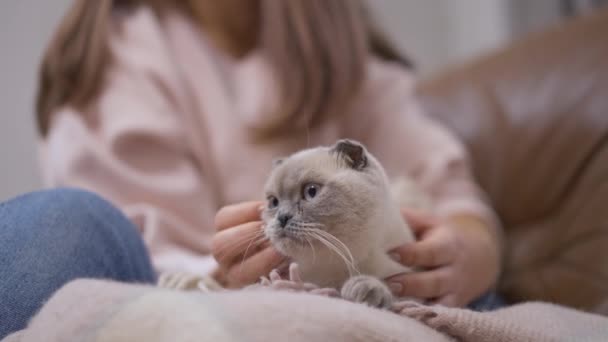 Rozkošné Kotě Sedící Gauči Ženské Ruce Hladící Srst Zpomaleném Záběru — Stock video