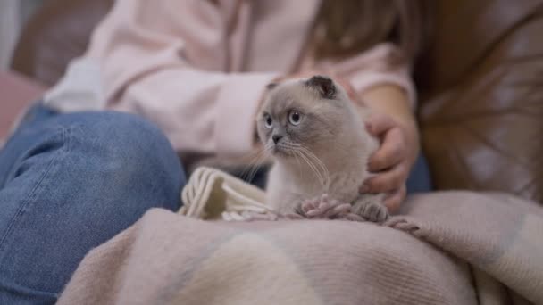 Porträtt Nyfiken Katt Försöker Fly Som Oigenkännlig Kvinna Smeka Husdjur — Stockvideo