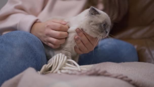 雌性的手在爱抚着猫 就像宠物一样 试图缓慢地逃跑 无法辨认的白人年轻女子在屋里抚摸可爱的家畜 — 图库视频影像