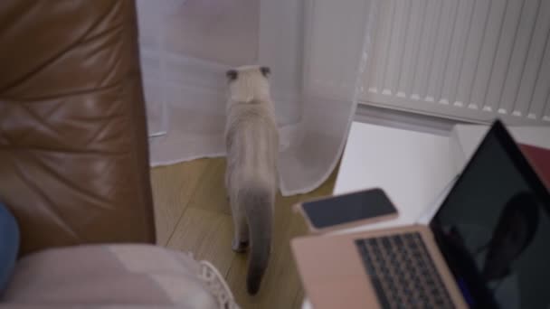 Hög Vinkel Utsikt Ung Katt Promenader Vardagsrummet Gömmer Sig Bakom — Stockvideo