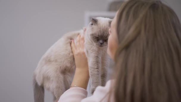 Scottish Fold Manos Una Joven Mujer Feliz Besando Mascota Cámara — Vídeos de Stock
