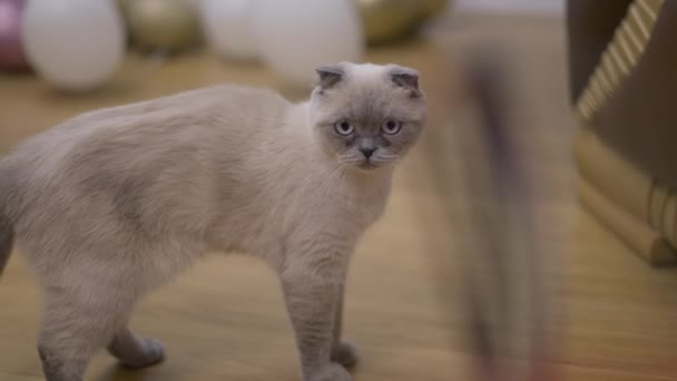 Ciekawy Kot Myśli Patrząc Zabawkę Spaceru Kamery Zacząć Grać Zwolnionym — Wideo stockowe