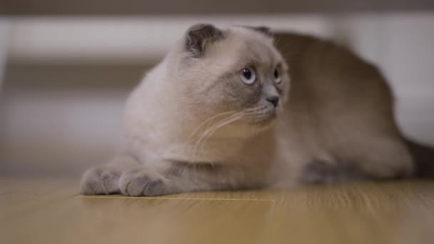 Legrační Kočka Čmuchá Podlaze Rozhlíží Zvědavým Výrazem Tváři Portrét Chlupaté — Stock video