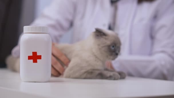 Närbild Piller Flaska Med Suddig Sjuk Katt Bordet Försöker Fly — Stockvideo
