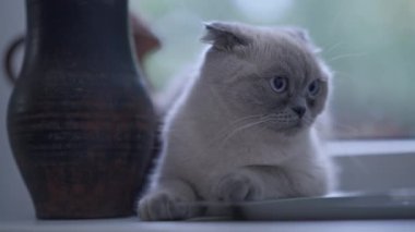 Tasasız tüylü kedi evde pencere eşiğinde uyuyakalıyor. Yavaşça kapanan gözlerle etrafa bakan sevimli, tüylü, safkan bir hayvanın portresi.