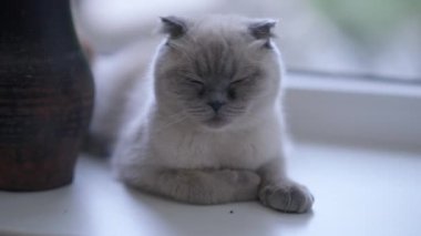 Uyuyan sevimli kedi portresi ağır çekimde gözlerini kaçırıyor. Yakın plan sevimli safkan kedi yavrusu pencere kenarında oturmuş sükunetin tadını çıkarıyor.