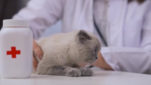 Gato Obediente Mesa Com Garrafa Pílula Veterinário Feminino Verificando Ausculta — Vídeo de Stock