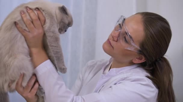室内のスローモーションで病気の猫を調べる保護手袋の正の若い女性に集中 美しい女性の肖像 白人獣医師チェックペットIn Clinery — ストック動画