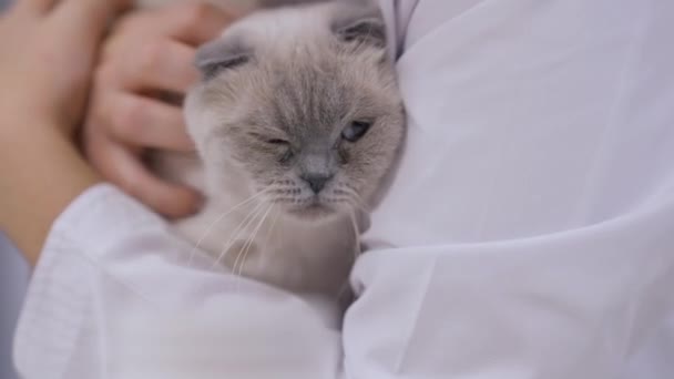 Gato Insatisfecho Escapando Veterinario Primer Plano Bata Médica Blanca Retrato — Vídeos de Stock