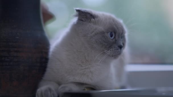 一只白灰相间的小猫咪 蓝眼睛 慢吞吞地四处张望 坐在家里窗台上的好奇纯正的苏格兰人的画像 — 图库视频影像