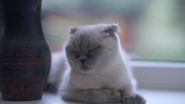 Fluffy Sömnig Katt Sluter Ögonen Slow Motion Sitter Fönsterbrädan Närbild — Stockvideo