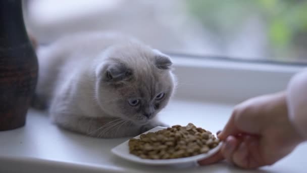 松驰的无忧无虑的猫坐在窗台上 就像一只雌性手放在盘子里放着干粮 英俊潇洒的苏格兰人慢吞吞美餐的画像 — 图库视频影像