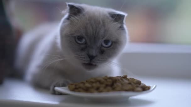 Närbild Katt Äter Torr Mat Fönsterbrädan Porträtt Tamdjur Som Njuter — Stockvideo