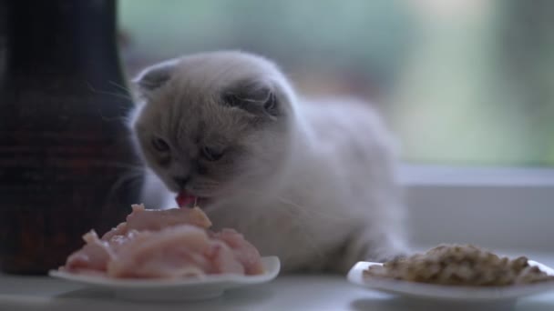 Hongerige Kat Die Verse Lekkere Kipfilet Eet Vensterbank Binnen Portret — Stockvideo