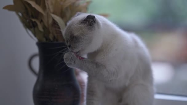 Adorable Cara Gato Lavando Con Pata Sentada Alféizar Ventana Retrato — Vídeos de Stock