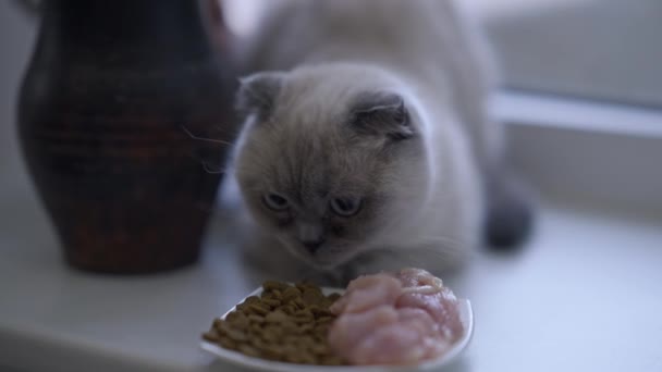 Koncentrerad Katt Som Sniffar Mat Tallriken Och Väljer Mellan Färskt — Stockvideo