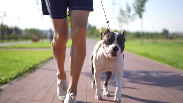 Dolly Schoot Jonge Hond Mannelijke Blanke Benen Slow Motion Steegje — Stockvideo
