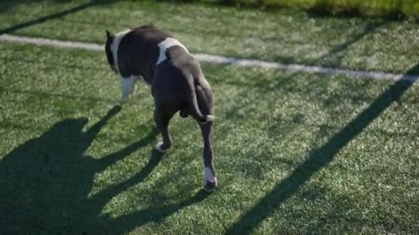 Wysoki Kąt Widok Śledzenia Strzał Czystej Rasy Psa Spacerującego Zwolnionym — Wideo stockowe