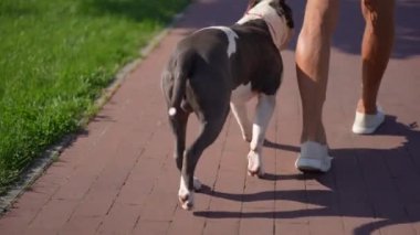 Park sokağındaki adamla köpek ağır çekimde yürürken kamera yukarı doğru hareket ediyor. Arka plan kendine güveni olan rahat beyaz adam güneşli bir bahar günü açık havada gezintiye çıkıyor.