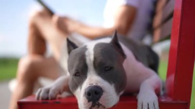 Amerikan Staffordshire Teriyeri 'nin ön görüntüsü bankta uzanan kameraya arka planda oturan tanınamaz bir adam olarak bakıyor. Saf ve itaatkar bir köpeğin portresi. Keyif alarak poz veriyor.