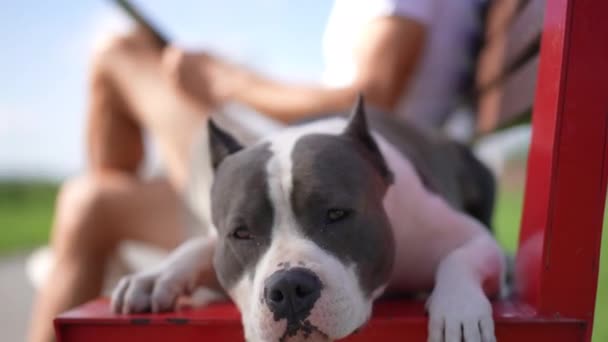 Vooraanzicht American Staffordshire Terrier Kijkt Naar Camera Liggend Bank Als — Stockvideo