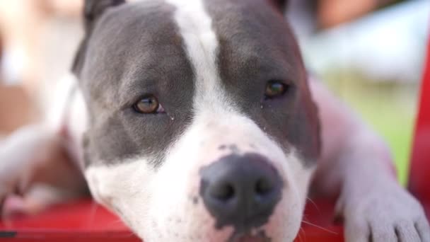 Retrato Cabeza American Staffordshire Terrier Con Ojos Marrones Mirando Alrededor — Vídeos de Stock