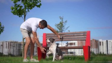Köpeğe pençelerini sallayarak gülen itaatkar bir evcil hayvanı güneşte okşayan olumlu bir adam. Yetişkin beyaz adam Amerikan Staffordshire Teriyeri ile eğleniyor.