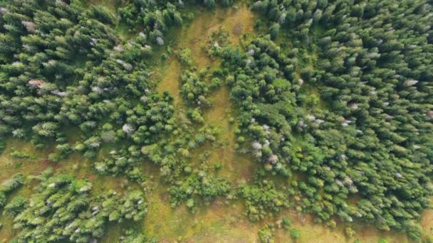 Widok Góry Wiecznie Zielony Las Iglasty Karpatach Świeżym Powietrzu Widok — Wideo stockowe