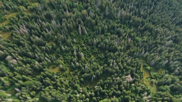 Zoom Vista Superior Floresta Sempre Verde Livre Parte Manhã Vista — Vídeo de Stock