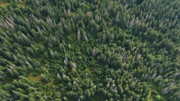 Drone Tournant Sur Forêt Verte Dans Les Montagnes Des Carpates — Video