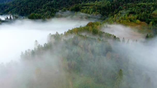 Highland Mist Groene Naaldbomen Buiten Ochtend Witte Mist Boven Het — Stockvideo