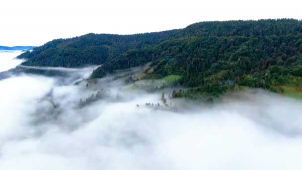 Live Camera Panning Witte Mist Groenblijvende Bossen Karpaten Bergen Met — Stockvideo