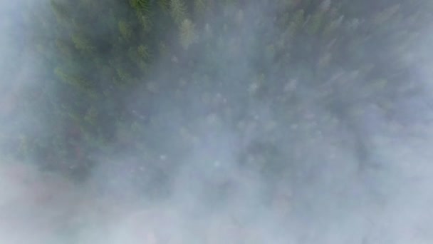 Vista Superior Niebla Blanca Mañana Sobre Bosque Coníferas Hoja Perenne — Vídeo de stock