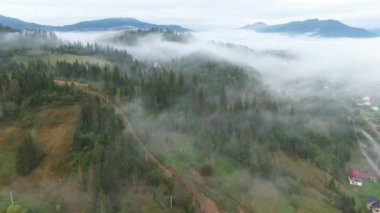 Geniş açı sabah Karpatya dağ tepesindeki kozalaklı ormana yakınlaşır. Açık havada ağaçlar arasında beyaz sis ile bulutlu bir hava