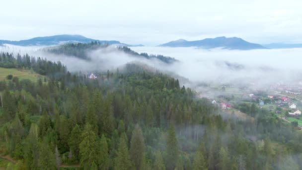Белый Туман Над Зеленым Лесом Карпатах Украине Широкий Туман Деревьях — стоковое видео