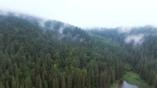 Věčně Zelených Stromů Rostoucích Břehu Jezera Karpatech Zvedá Bílá Mlha — Stock video